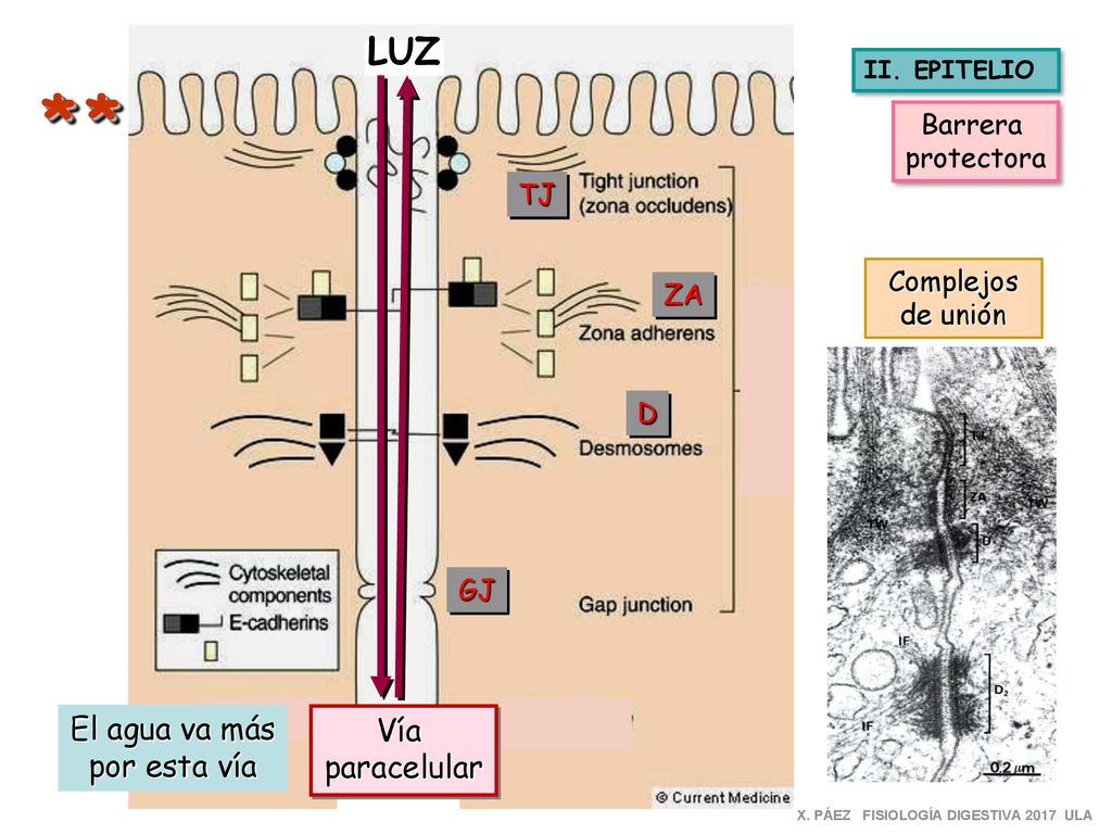 * * LUZ El agua va más Vía por esta vía paracelular Barrera protectora