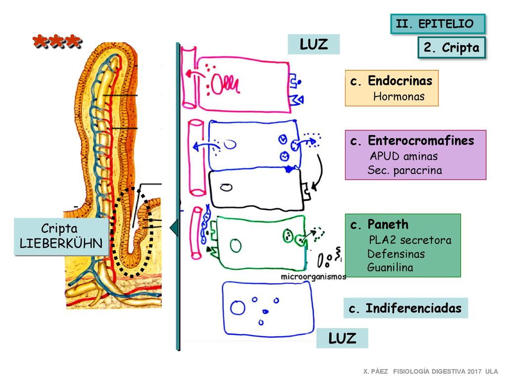*** LUZ LUZ 2. Cripta c. Endocrinas Hormonas c. Enterocromafines