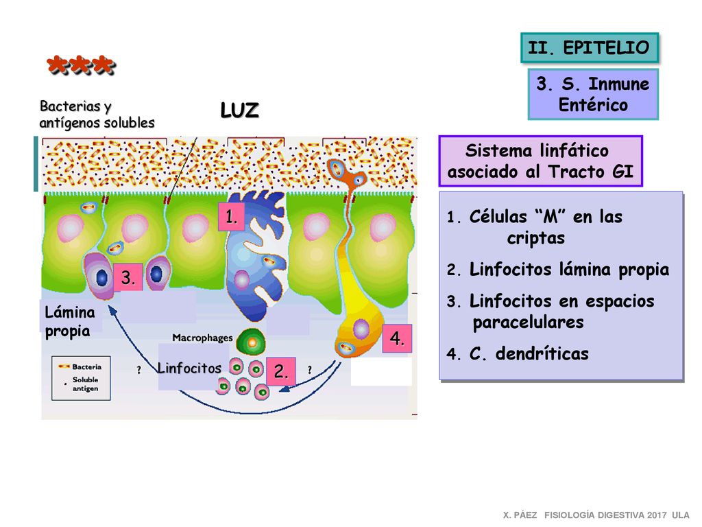 *** LUZ II. EPITELIO 3. S. Inmune Entérico Sistema linfático
