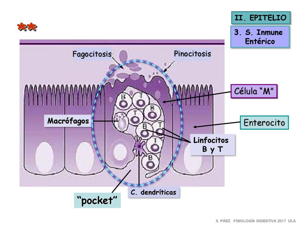 ** pocket Célula M Enterocito II. EPITELIO 3. S. Inmune Entérico