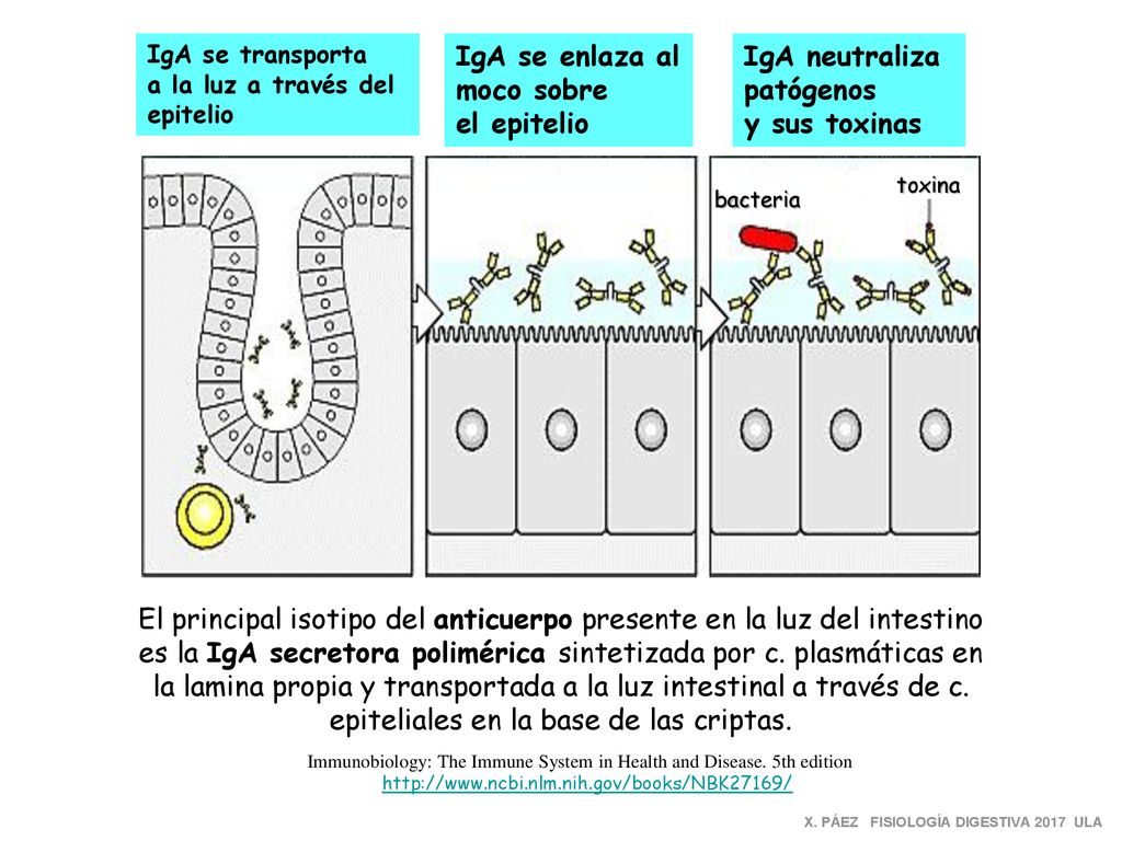 IgA se enlaza al moco sobre el epitelio IgA neutraliza patógenos
