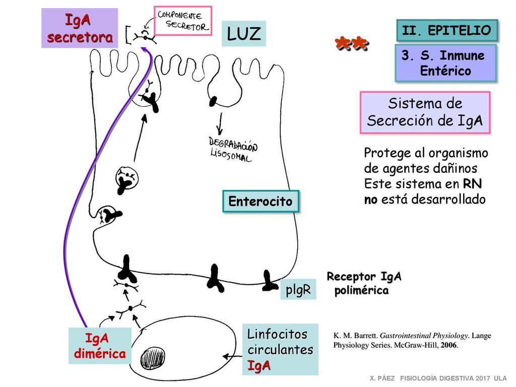 ** LUZ IgA secretora Sistema de Secreción de IgA II. EPITELIO