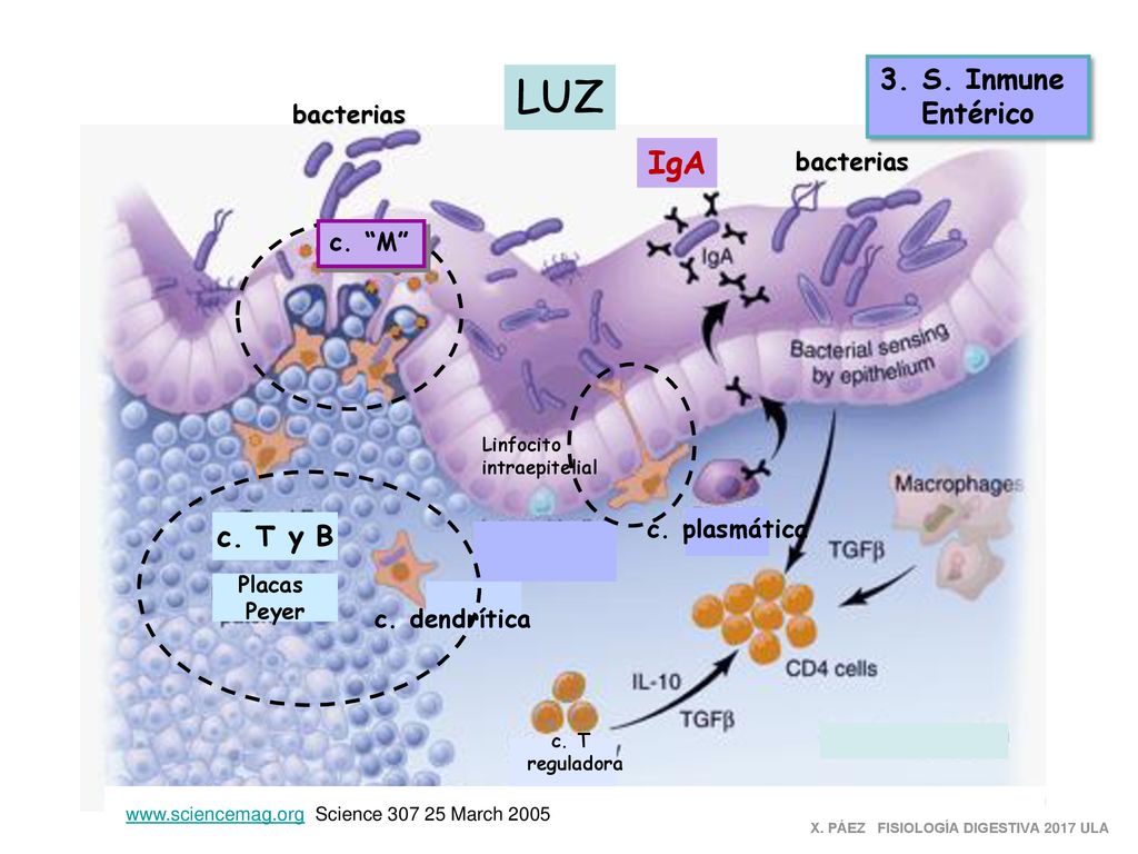 LUZ IgA 3. S. Inmune Entérico c. T y B bacterias bacterias c. M
