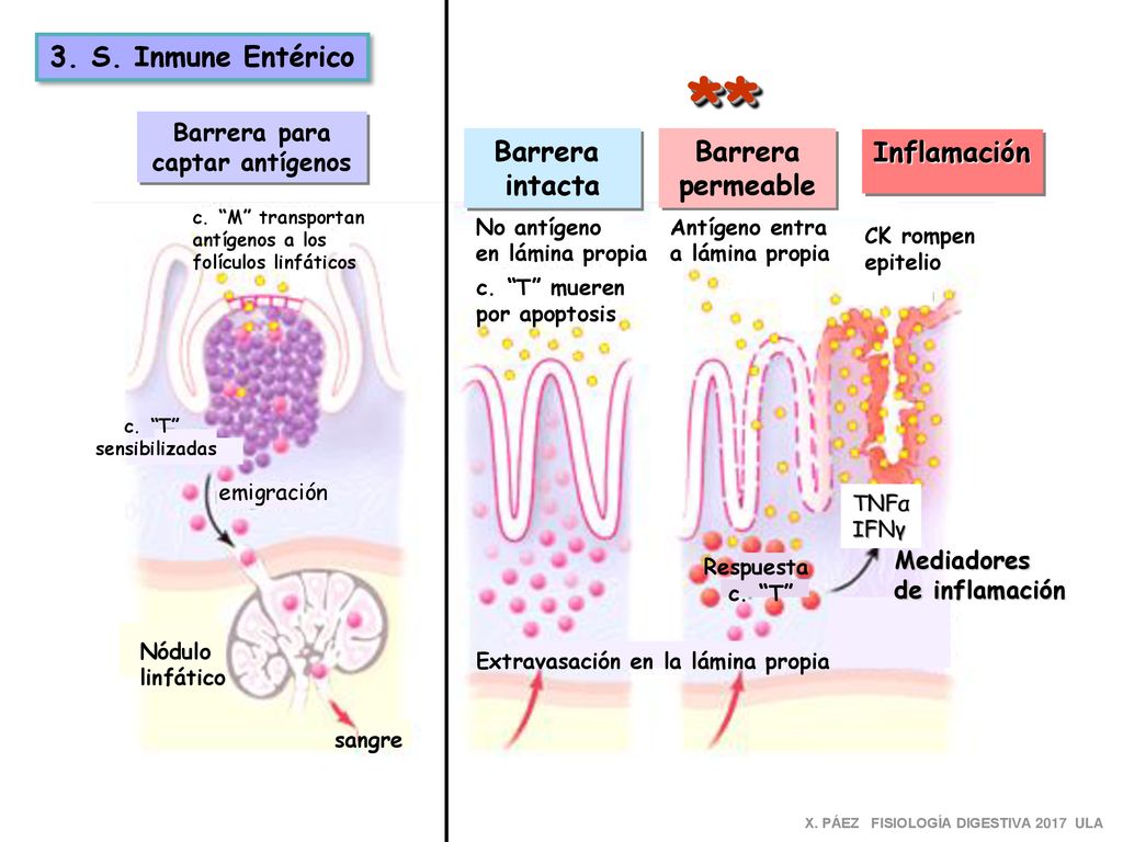 ** 3. S. Inmune Entérico Barrera intacta Barrera permeable Inflamación