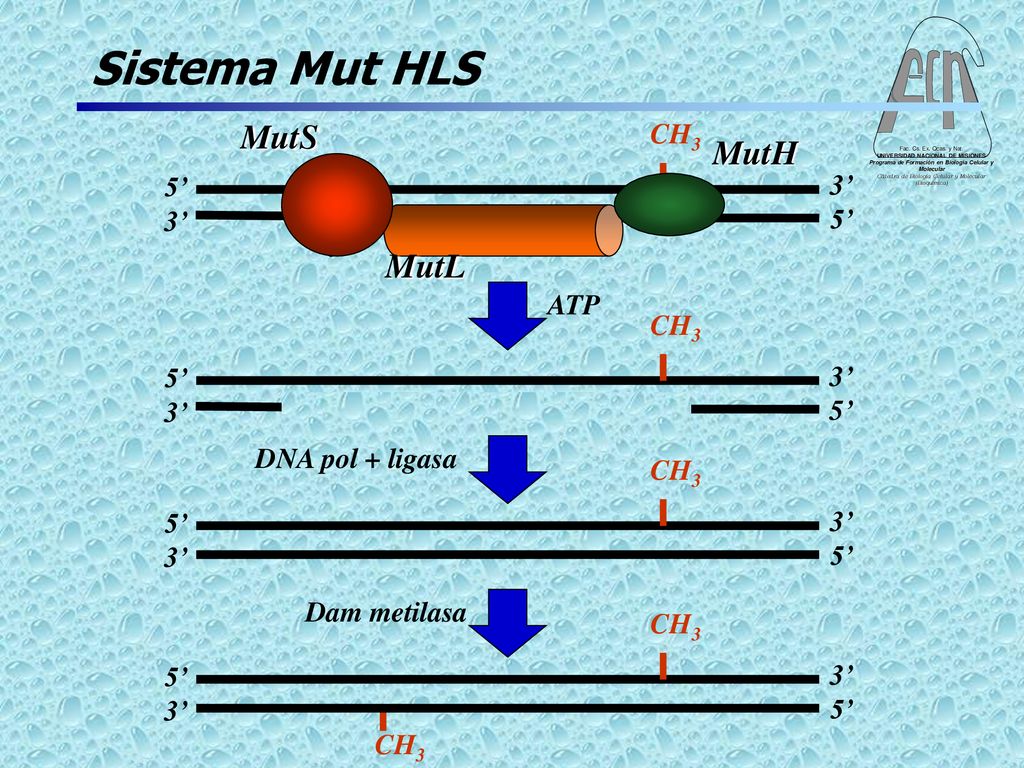 Sistema Mut HLS MutS MutL CH3 MutH 5’ 3’ ATP CH3 5’ 3’