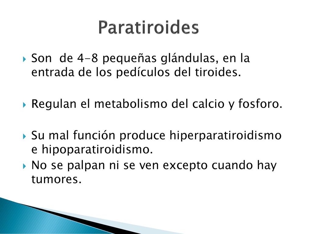 Paratiroides Son de 4-8 pequeñas glándulas, en la entrada de los pedículos del tiroides. Regulan el metabolismo del calcio y fosforo.
