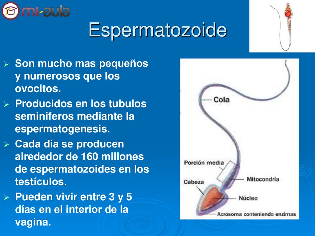 Espermatozoide Son mucho mas pequeños y numerosos que los ovocitos.