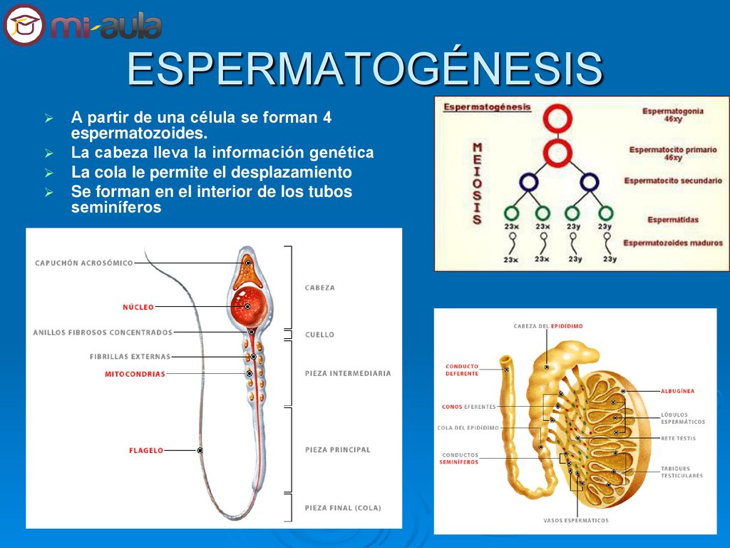 ESPERMATOGÉNESIS A partir de una célula se forman 4 espermatozoides.