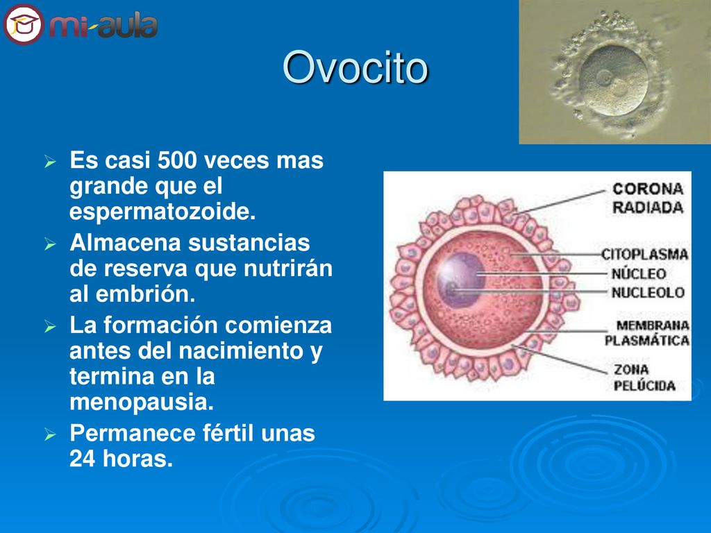 Ovocito Es casi 500 veces mas grande que el espermatozoide.