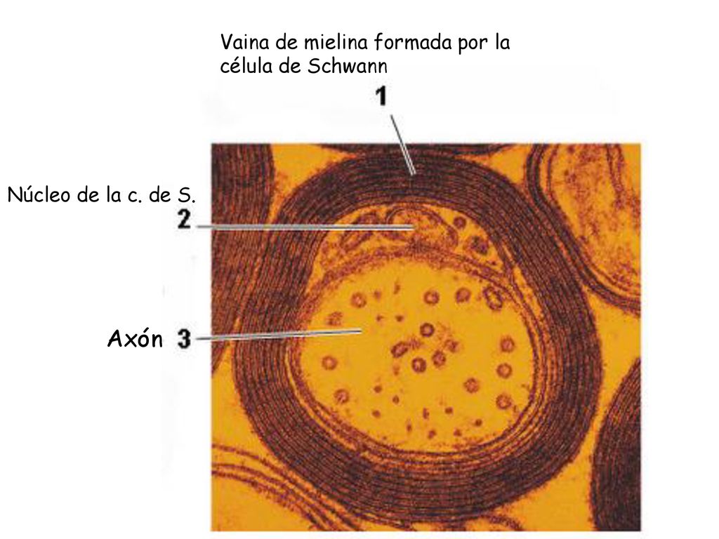 Axón Vaina de mielina formada por la célula de Schwann