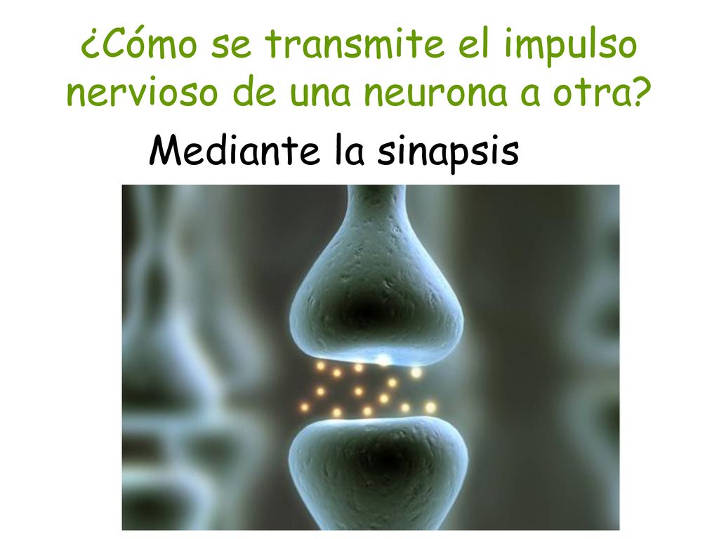 ¿Cómo se transmite el impulso nervioso de una neurona a otra