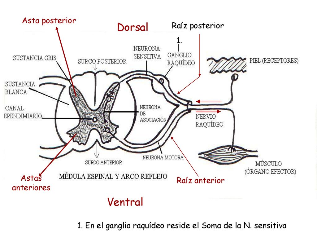 1. En el ganglio raquídeo reside el Soma de la N. sensitiva