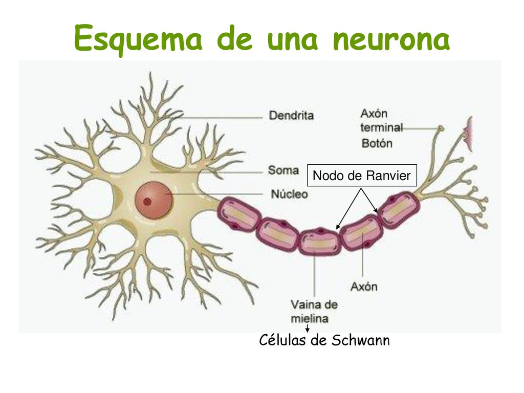 Esquema de una neurona Células de Schwann Nodo de Ranvier