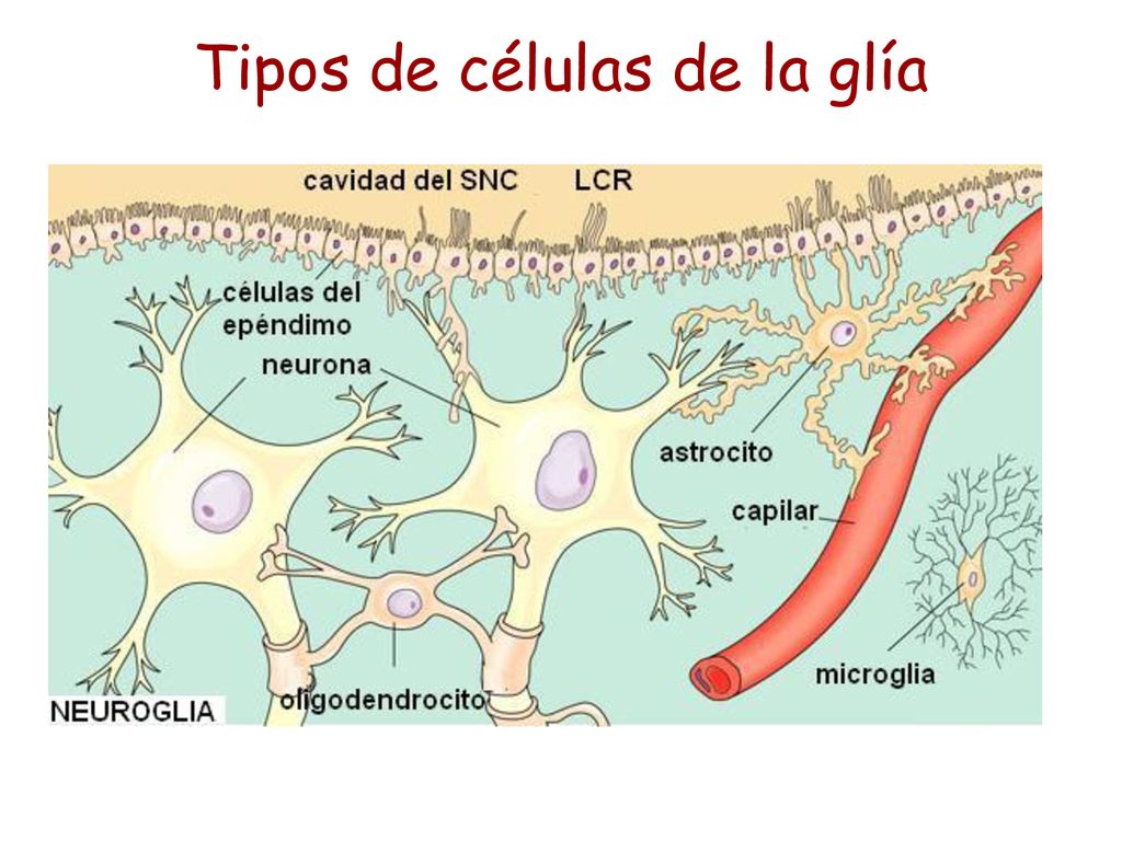 Tipos de células de la glía