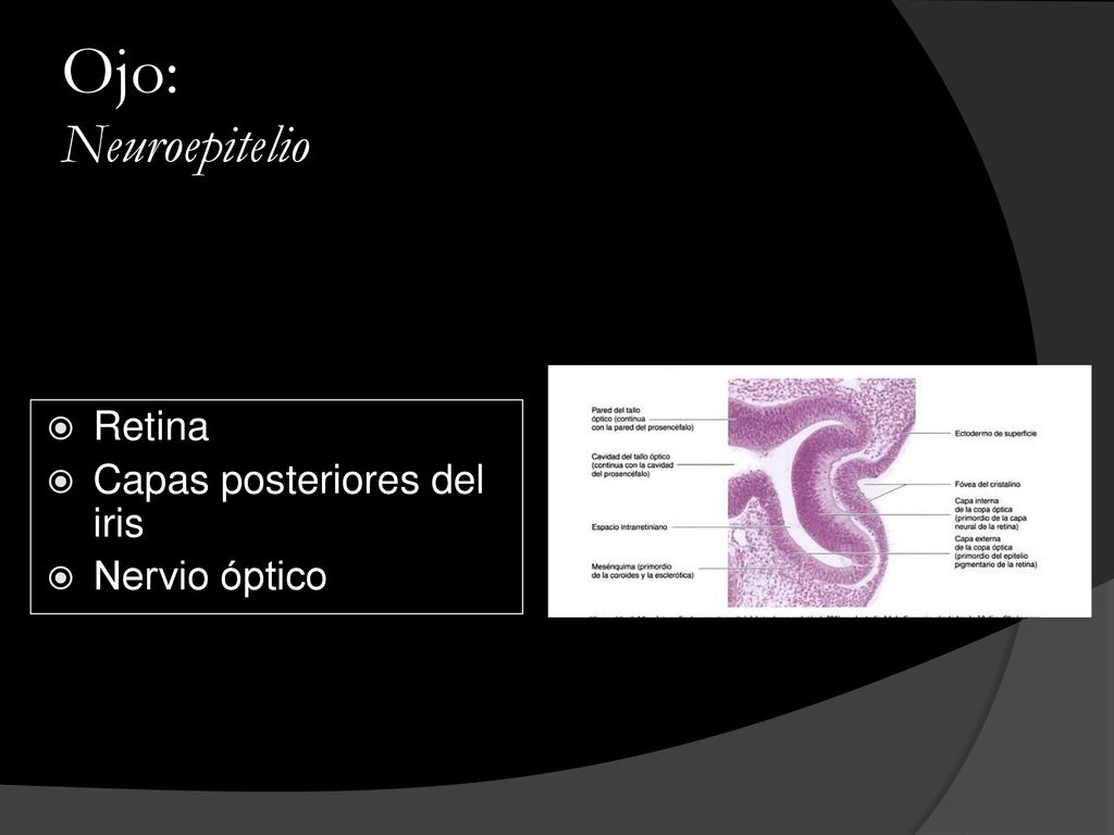 Ojo: Neuroepitelio Retina Capas posteriores del iris Nervio óptico