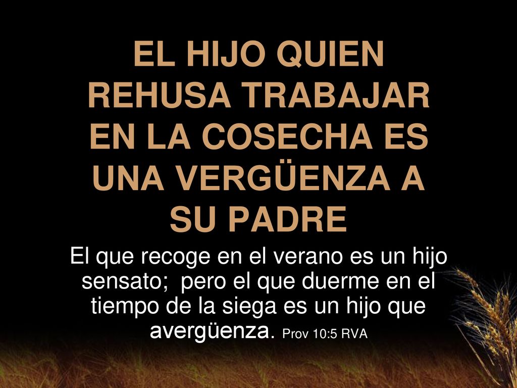 EL HIJO QUIEN REHUSA TRABAJAR EN LA COSECHA ES UNA VERGÜENZA A SU PADRE