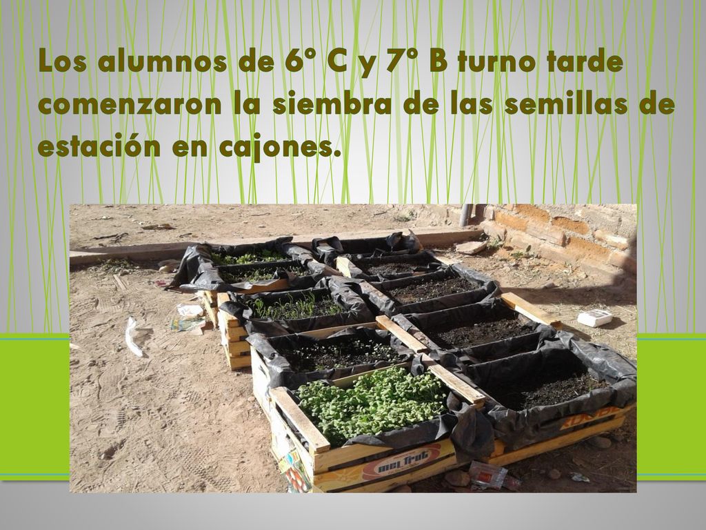 Los alumnos de 6º C y 7º B turno tarde comenzaron la siembra de las semillas de estación en cajones.