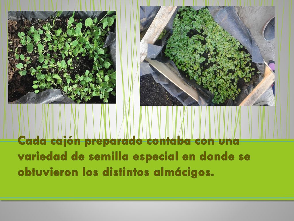 Cada cajón preparado contaba con una variedad de semilla especial en donde se obtuvieron los distintos almácigos.