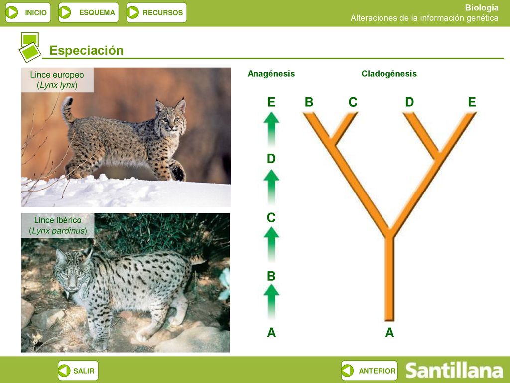 Especiación E D C B A Lince europeo (Lynx lynx) Anagénesis