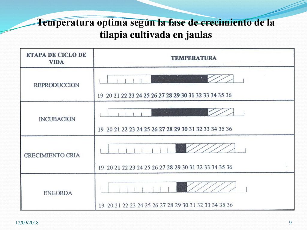 Temperatura optima según la fase de crecimiento de la tilapia cultivada en jaulas