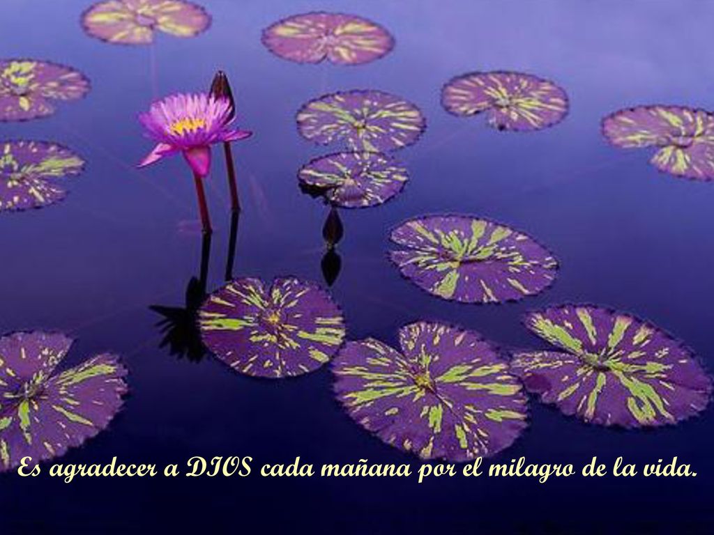 Es agradecer a DIOS cada mañana por el milagro de la vida.