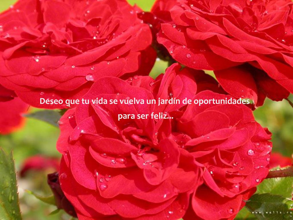 Deseo que tu vida se vuelva un jardín de oportunidades