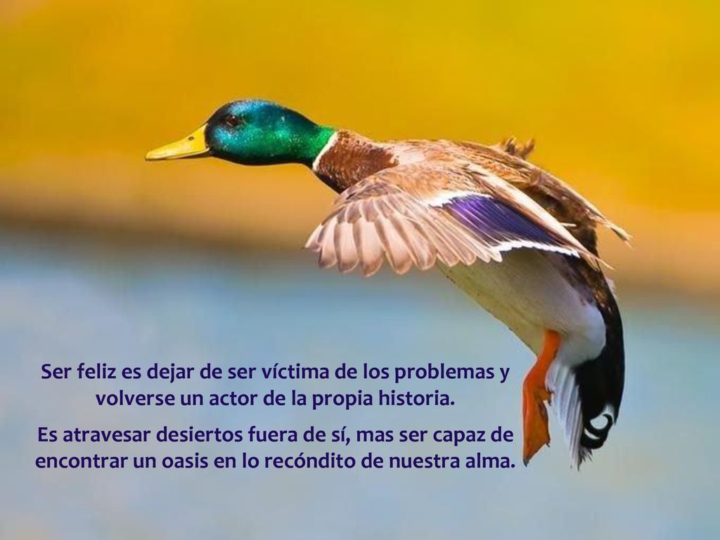 Ser feliz es dejar de ser víctima de los problemas y volverse un actor de la propia historia.