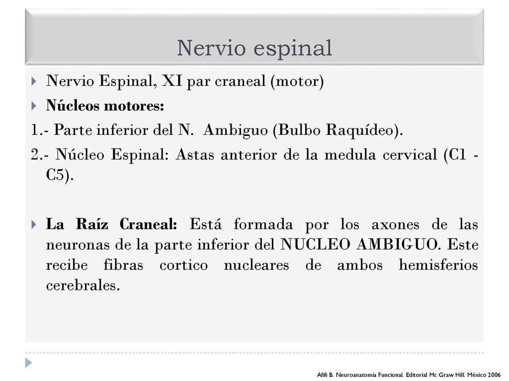 Nervio espinal Nervio Espinal, XI par craneal (motor) Núcleos motores: