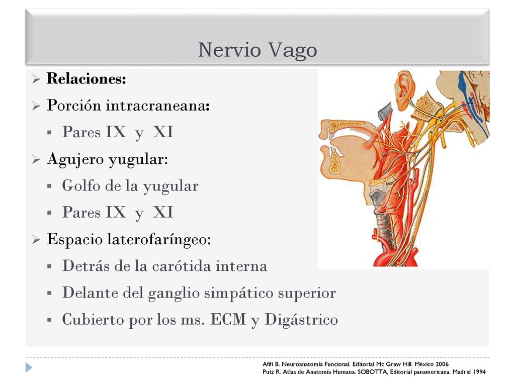 Nervio Vago Relaciones: Porción intracraneana: Pares IX y XI