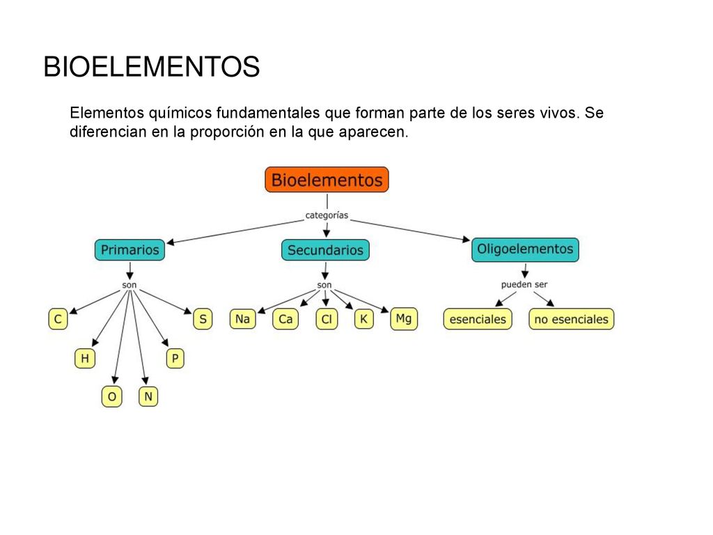 BIOELEMENTOS Elementos químicos fundamentales que forman parte de los seres vivos.