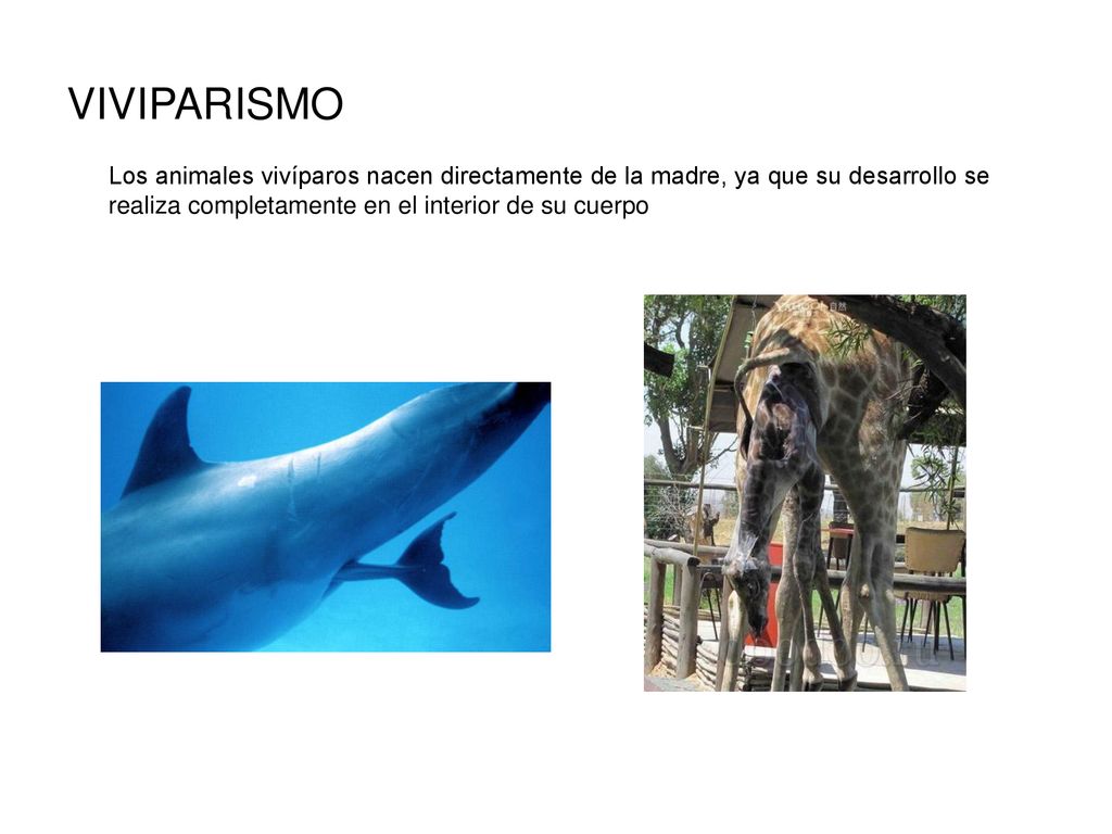 VIVIPARISMO Los animales vivíparos nacen directamente de la madre, ya que su desarrollo se realiza completamente en el interior de su cuerpo.