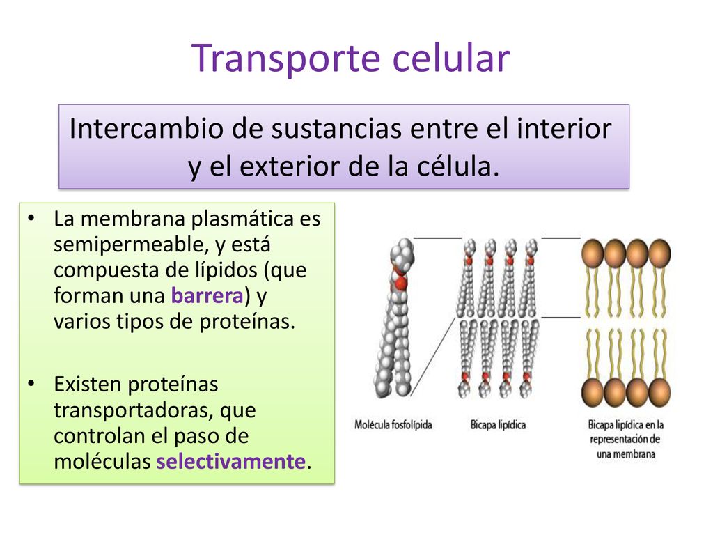 Transporte celular Intercambio de sustancias entre el interior