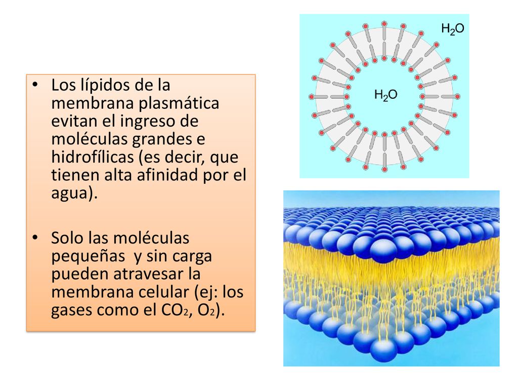Los lípidos de la membrana plasmática evitan el ingreso de moléculas grandes e hidrofílicas (es decir, que tienen alta afinidad por el agua).