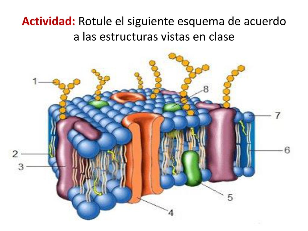 Actividad: Rotule el siguiente esquema de acuerdo a las estructuras vistas en clase
