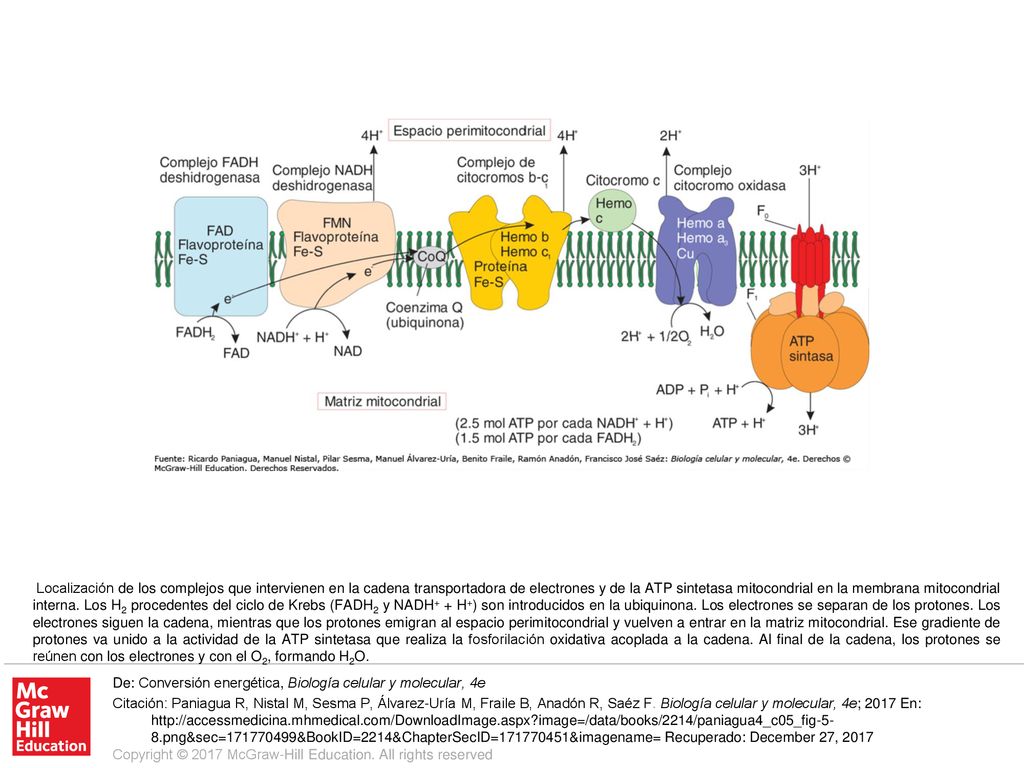 Localización de los complejos que intervienen en la cadena transportadora de electrones y de la ATP sintetasa mitocondrial en la membrana mitocondrial interna. Los H2 procedentes del ciclo de Krebs (FADH2 y NADH+ + H+) son introducidos en la ubiquinona. Los electrones se separan de los protones. Los electrones siguen la cadena, mientras que los protones emigran al espacio perimitocondrial y vuelven a entrar en la matriz mitocondrial. Ese gradiente de protones va unido a la actividad de la ATP sintetasa que realiza la fosforilación oxidativa acoplada a la cadena. Al final de la cadena, los protones se reúnen con los electrones y con el O2, formando H2O.