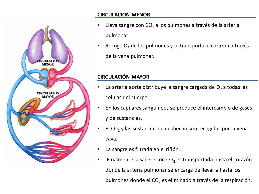 CIRCULACIÓN MENOR Lleva sangre con CO2 a los pulmones a través de la arteria pulmonar.