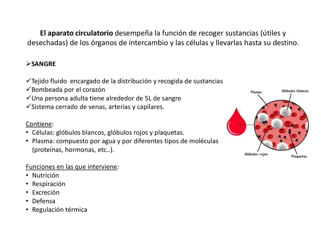 El aparato circulatorio desempeña la función de recoger sustancias (útiles y desechadas) de los órganos de intercambio y las células y llevarlas hasta su destino.