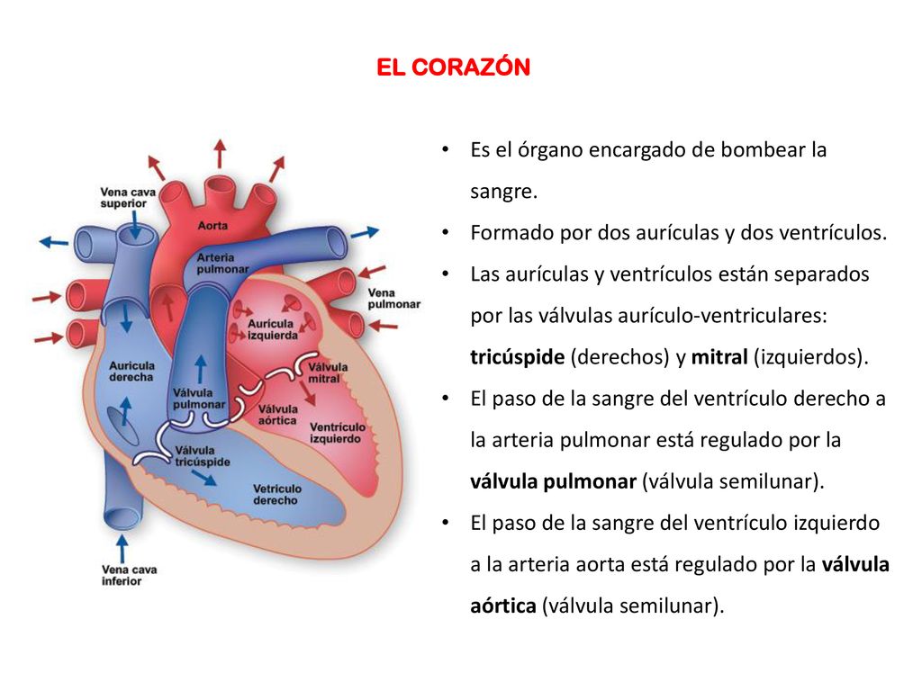 EL CORAZÓN Es el órgano encargado de bombear la sangre. Formado por dos aurículas y dos ventrículos.