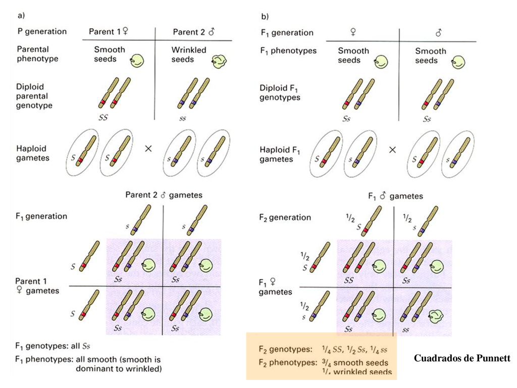 Cuadrados de Punnett