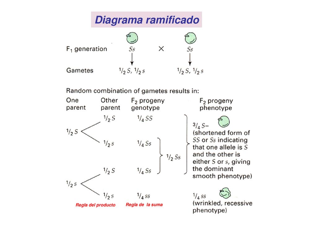Diagrama ramificado Regla del producto Regla de la suma