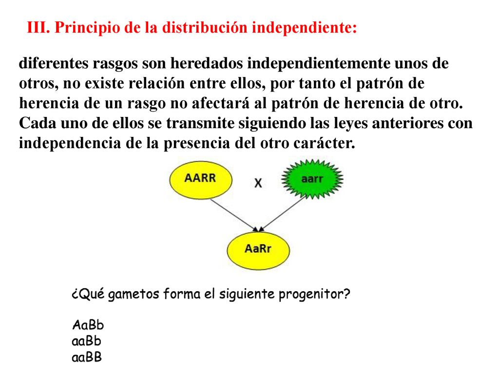 diferentes rasgos son heredados independientemente unos de otros, no existe relación entre ellos, por tanto el patrón de herencia de un rasgo no afectará al patrón de herencia de otro. Cada uno de ellos se transmite siguiendo las leyes anteriores con independencia de la presencia del otro carácter.