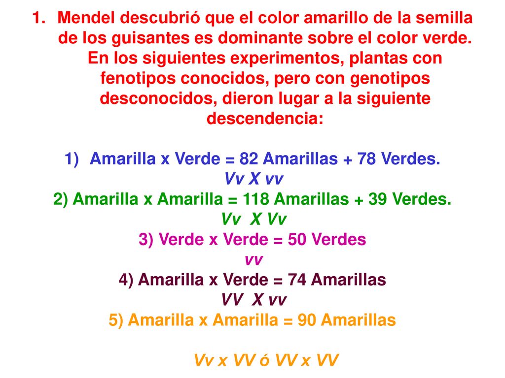 Amarilla x Verde = 82 Amarillas + 78 Verdes. Vv X vv