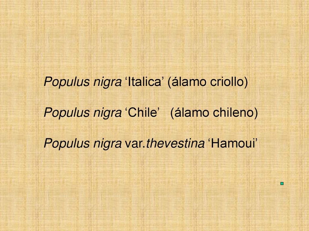 Populus nigra ‘Italica’ (álamo criollo) Populus nigra ‘Chile’ (álamo chileno) Populus nigra var.thevestina ‘Hamoui’