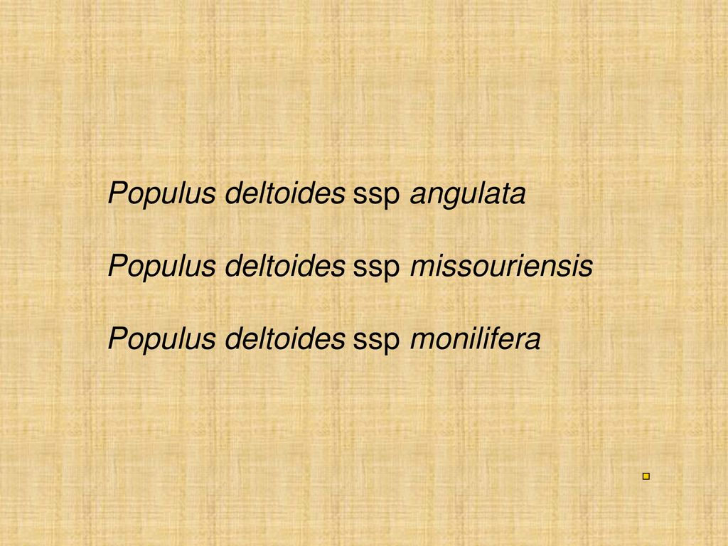 Populus deltoides ssp angulata Populus deltoides ssp missouriensis Populus deltoides ssp monilifera