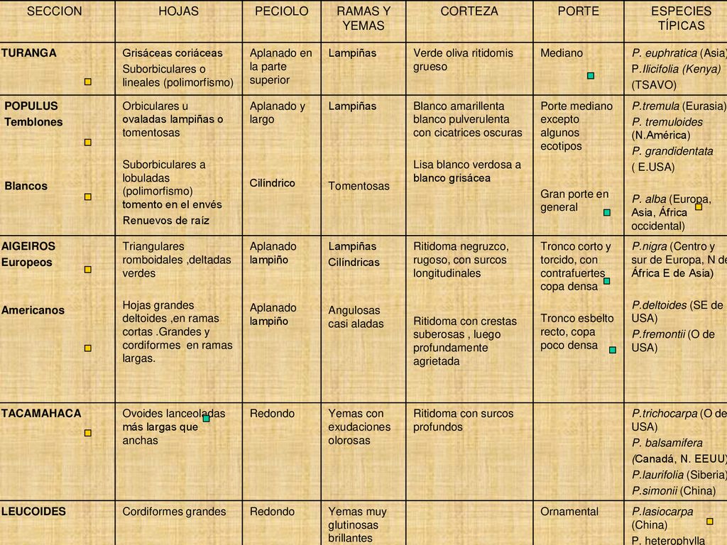 SECCION HOJAS PECIOLO RAMAS Y YEMAS CORTEZA PORTE ESPECIES TÍPICAS