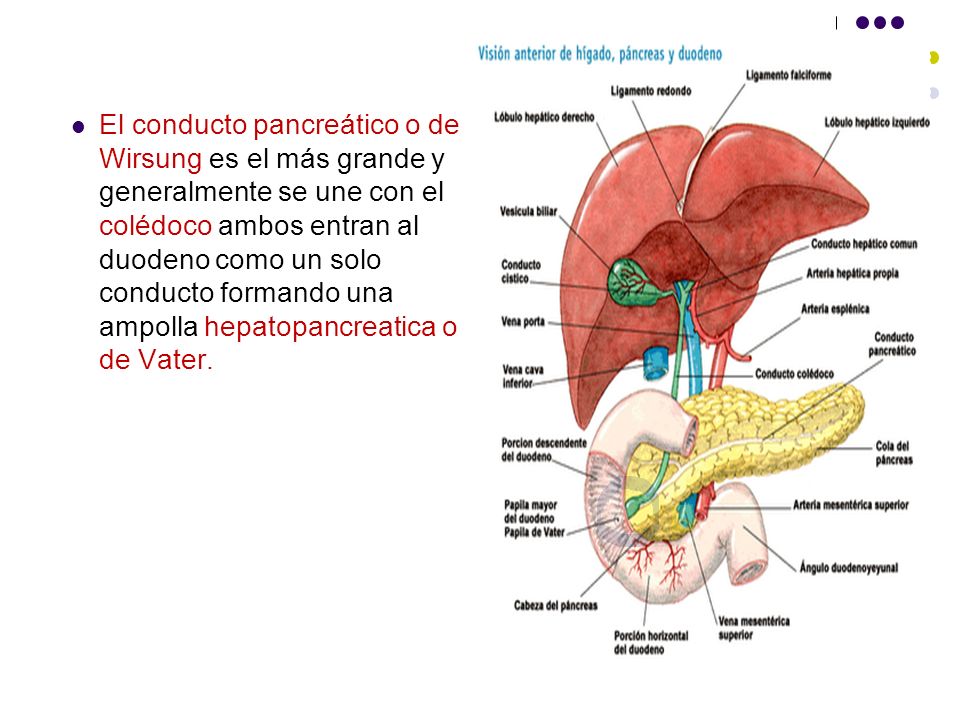 El conducto pancreático o de Wirsung es el más grande y generalmente se une con el colédoco ambos entran al duodeno como un solo conducto formando una ampolla hepatopancreatica o de Vater.