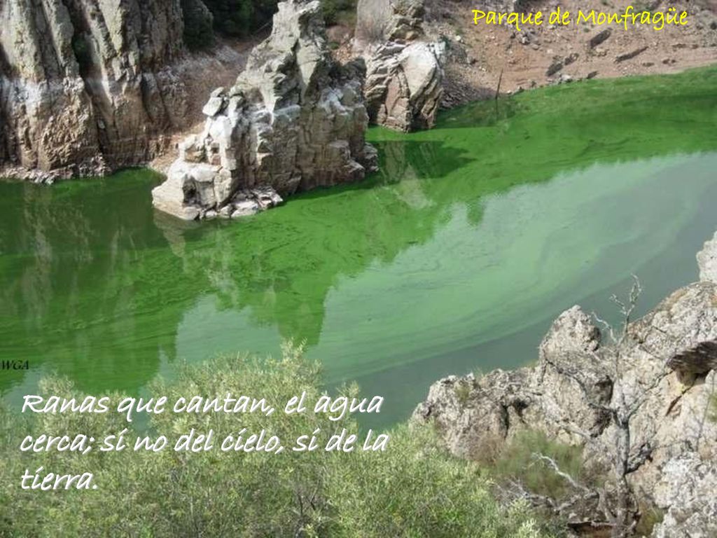 Ranas que cantan, el agua cerca; si no del cielo, si de la tierra.