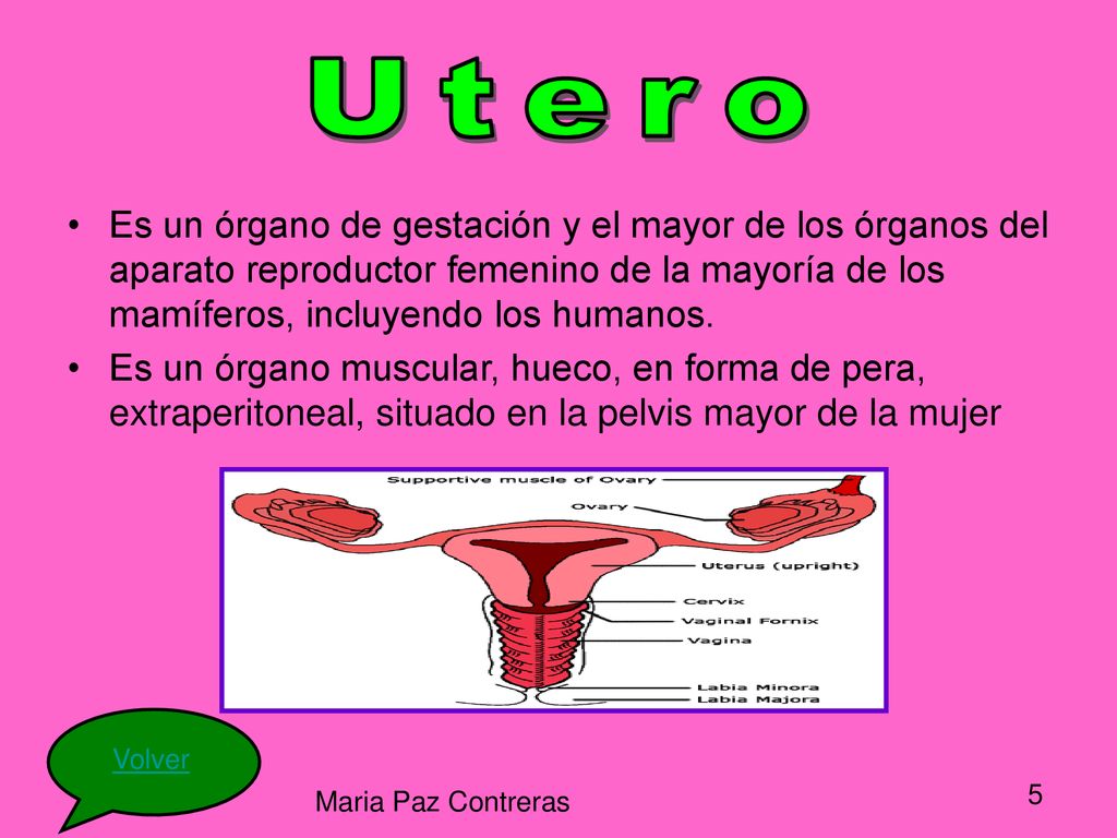 Utero Es un órgano de gestación y el mayor de los órganos del aparato reproductor femenino de la mayoría de los mamíferos, incluyendo los humanos.