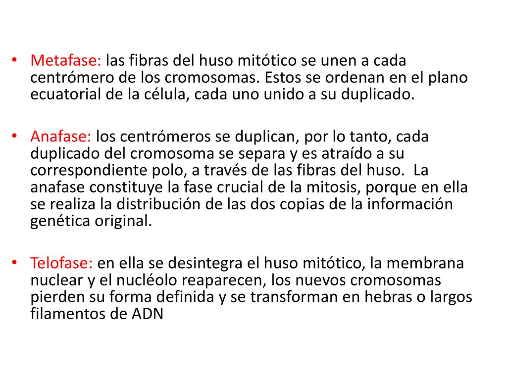Metafase: las fibras del huso mitótico se unen a cada centrómero de los cromosomas. Estos se ordenan en el plano ecuatorial de la célula, cada uno unido a su duplicado.