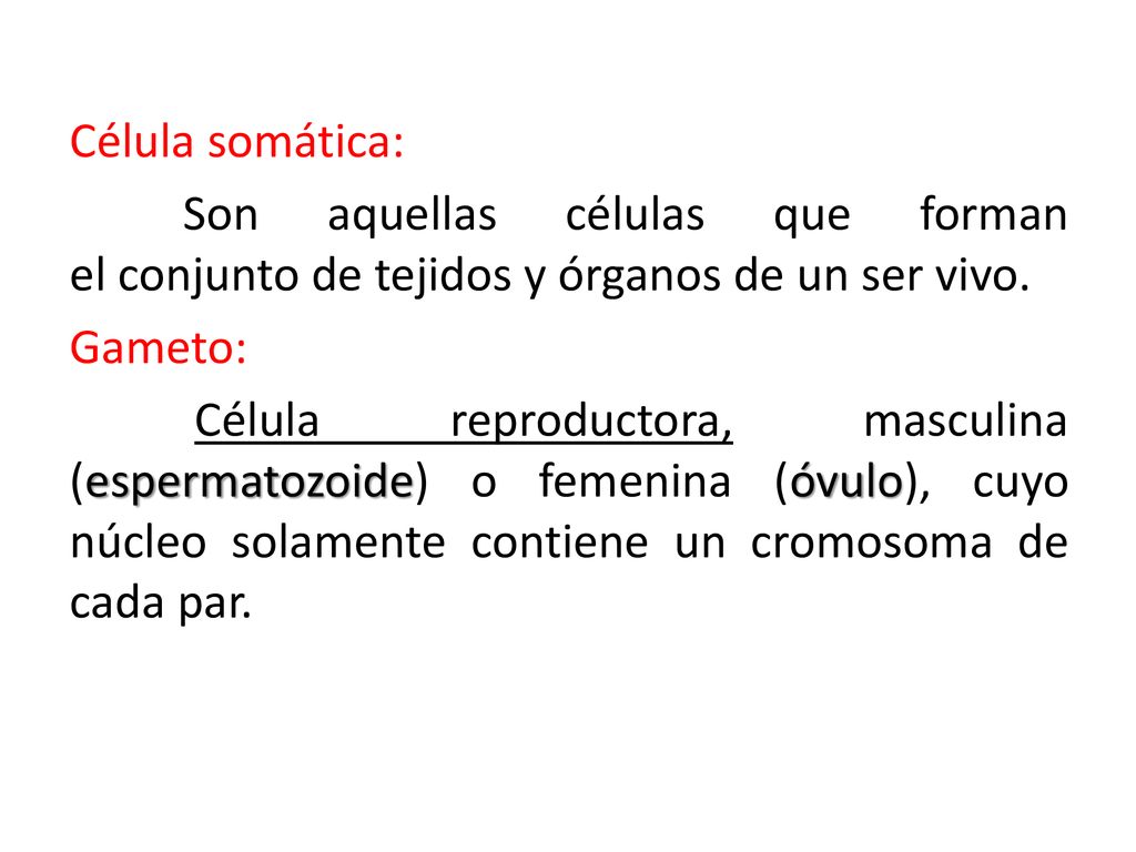 Célula somática: Son aquellas células que forman el conjunto de tejidos y órganos de un ser vivo. Gameto: